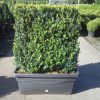 Buxus sempervirens Dark Sky intant hedge cultivé en pot - hauteur-90cm80x45cm