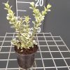 Buxus sempervirens Elegantissima arbuste cultivé en pot - 15-20-fr - p9r-fr