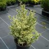 Buxus sempervirens Elegantissima arbuste cultivé en pot - 40-50-fr - c3-fr