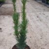 Taxus baccata Fastigiata Robusta cultivé en pot - 60-80-fr - c5-fr