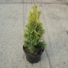 Taxus baccata Fastigiata Aureomarginata cultivé en pot - 30-40-fr - c1-5-fr