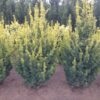 Taxus baccata Golden Hedge en motte - 100-120-fr - en-motte