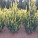 Taxus baccata Golden Hedge en motte - 120-140-fr - en-motte