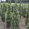 Buxus sempervirens Graham Blandy arbuste en motte - 100-120-fr - en-motte