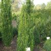 Buxus sempervirens Graham Blandy arbuste cultivé en pot - 100-120-fr - c25-fr