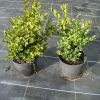 Buxus Green Mound arbuste cultivé en pot - 30-40-fr - c3-fr