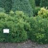 Buxus Green Velvet arbuste cultivé en pot - 40-50-fr