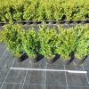 Buxus Green Velvet arbuste cultivé en pot - 50-60-fr