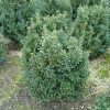 Buxus sempervirens Hermans Low shrub with rootball - 50-60-en - rootball