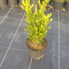 Buxus microphylla John Baldwin struik potgekweekt - 50-60 - c3
