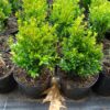 Buxus sempervirens Justin Brouwers shrub potgrown - 25-30-en - c1-en