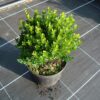 Buxus sempervirens Justin Brouwers arbuste cultivé en pot - 30-40-fr - c3-fr