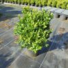 Buxus sempervirens Justin Brouwers shrub potgrown - 40-50-en - c10-en