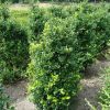 Buxus microphylla National shrub with rootball - 100-120-en - rootball