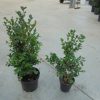Buxus microphylla National arbuste cultivé en pot - 40-50-fr - c3-fr