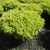 Buxus microphylla Rococo arbuste cultivé en pot - 50-60-fr - c15-fr