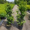 Buxus sempervirens Rotundifolia arbuste cultivé en pot - 120-140-fr - c12-fr