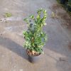 Buxus sempervirens Rotundifolia Strauch topfgewachsen - 30-40-de - c1-5-de