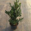 Buxus sempervirens Rotundifolia Strauch topfgewachsen - 40-50-de - c3-de