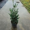 Buxus sempervirens Rotundifolia arbuste cultivé en pot - 60-80-fr - c5-fr