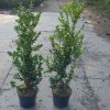 Buxus sempervirens Rotundifolia arbuste cultivé en pot - 80-100-fr - c5-fr