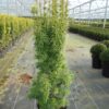 Taxus baccata Snow Lady cultivé en pot - 80-100-fr - c7-5-fr