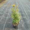 Taxus baccata Snow Lady cultivé en pot - 25-30-fr - p10-5-fr