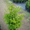 Buxus microphylla Sunnyside struik potgekweekt - 50-60 - c5