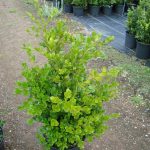 Buxus microphylla Sunnyside shrub potgrown - 40-50-en - c3-en