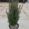 Taxus baccata Herplant Upright potgekweekt - 120-140 - c45