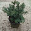 Taxus baccata Repandens cultivé en pot - 30-40-fr - c5-fr