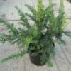 Taxus baccata Repandens cultivé en pot - 40-50-fr - c5-fr