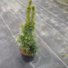 Taxus baccata Snow Lady cultivé en pot - 50-60-fr - c1-5-fr