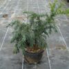 Taxus baccata Repandens cultivé en pot - 50-60-fr - c10-fr