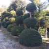 Taxus baccata triobol - 80-60-50 wired rootball