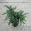 Taxus baccata Repandens cultivé en pot - 25-30-fr - c2-fr