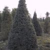 Taxus baccata wide cone wired rootball - 350-400-en - 120-en - dkl-en