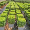 Buxus sempervirens cube cultivé en pot - 40x40cm-fr - c18-fr