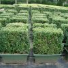 Buxus sempervirens instant hedge cultivé en pot - hauteur-60cm60x35cm