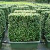 Buxus sempervirens instant hedge cultivé en pot - hauteur-85cm80x45cm