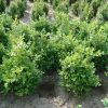 Buxus microphylla National arbuste en motte - 40-50-fr - en-motte