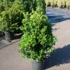 Buxus microphylla National shrub with rootball - 60-80-en - rootball