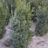 Buxus sempervirens arbuste en motte - 120-140-fr - 50-fr - en-motte