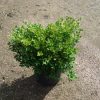 Buxus microphylla Rococo arbuste cultivé en pot - 20-30-fr - c3-fr