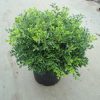 Buxus microphylla Rococo arbuste cultivé en pot - 30-35-fr - c5-fr