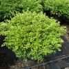 Buxus microphylla Rococo arbuste cultivé en pot - 40-50-fr - c12-fr