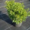 Buxus microphylla Rococo arbuste cultivé en pot - 35-40-fr - c10-fr