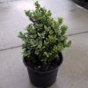 Buxus sempervirens Blauer Heinz arbuste cultivé en pot - 15-20-fr - c1-5-fr