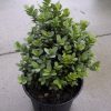Buxus sempervirens Blauer Heinz arbuste cultivé en pot - 25-30-fr - c3-fr
