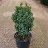 Buxus sempervirens Blauer Heinz arbuste cultivé en pot - 30-40-fr - c5-fr